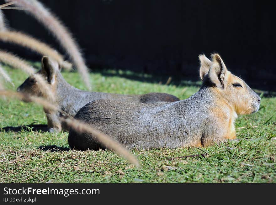 Patagonian Rabbit