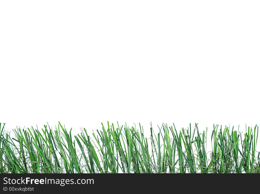 Low green grass over a white background