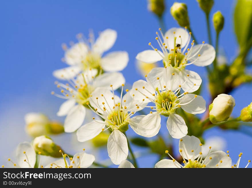 Macro of blossoming cherry tree on blue sky background. Macro of blossoming cherry tree on blue sky background