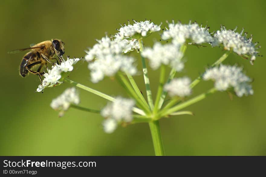 Hoverfly