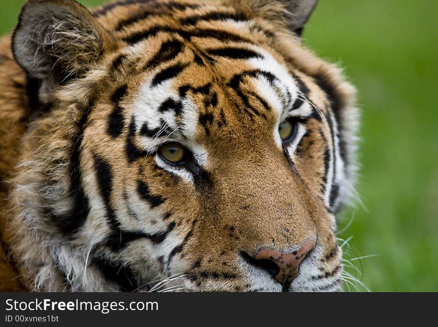 Close up of a tiger head. Close up of a tiger head