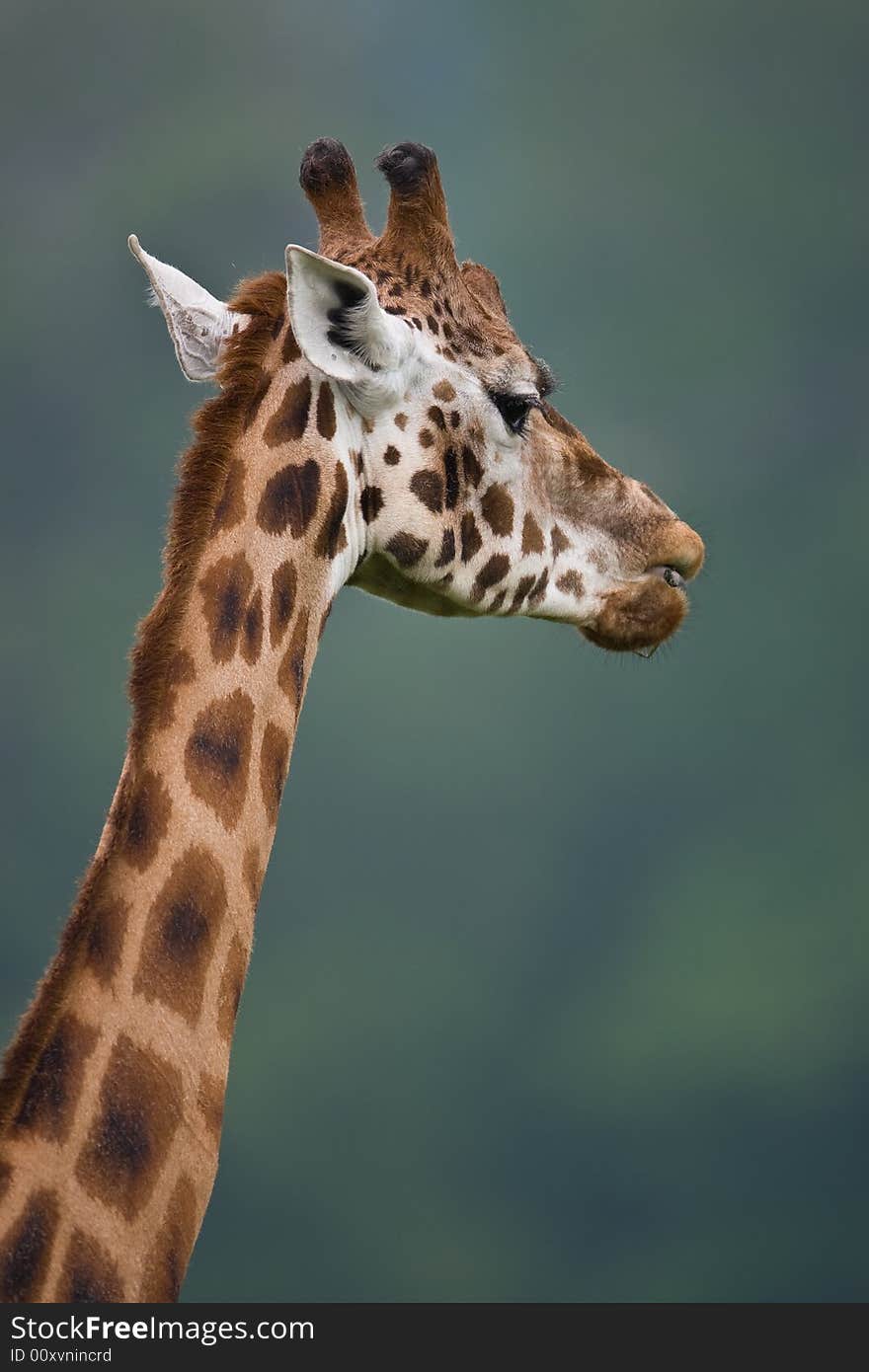 Close up of African giraffe