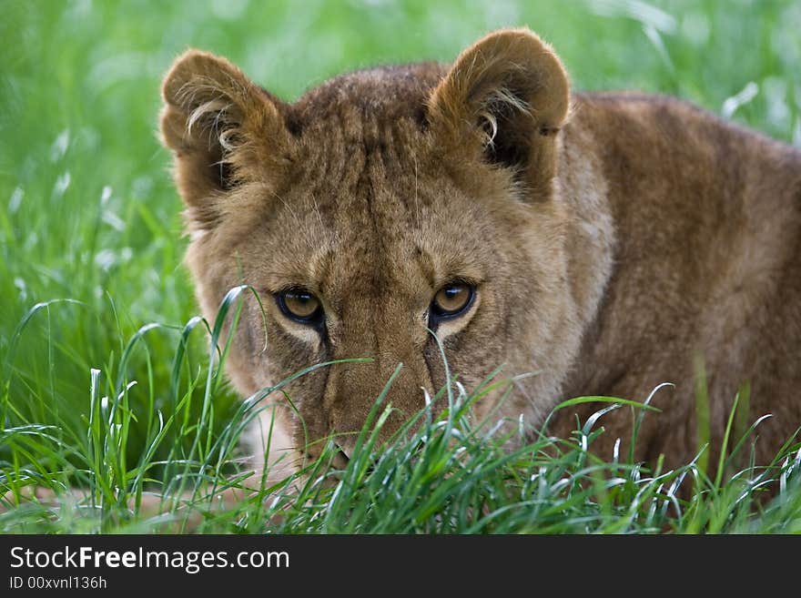 Lion stalking in the grass. Lion stalking in the grass