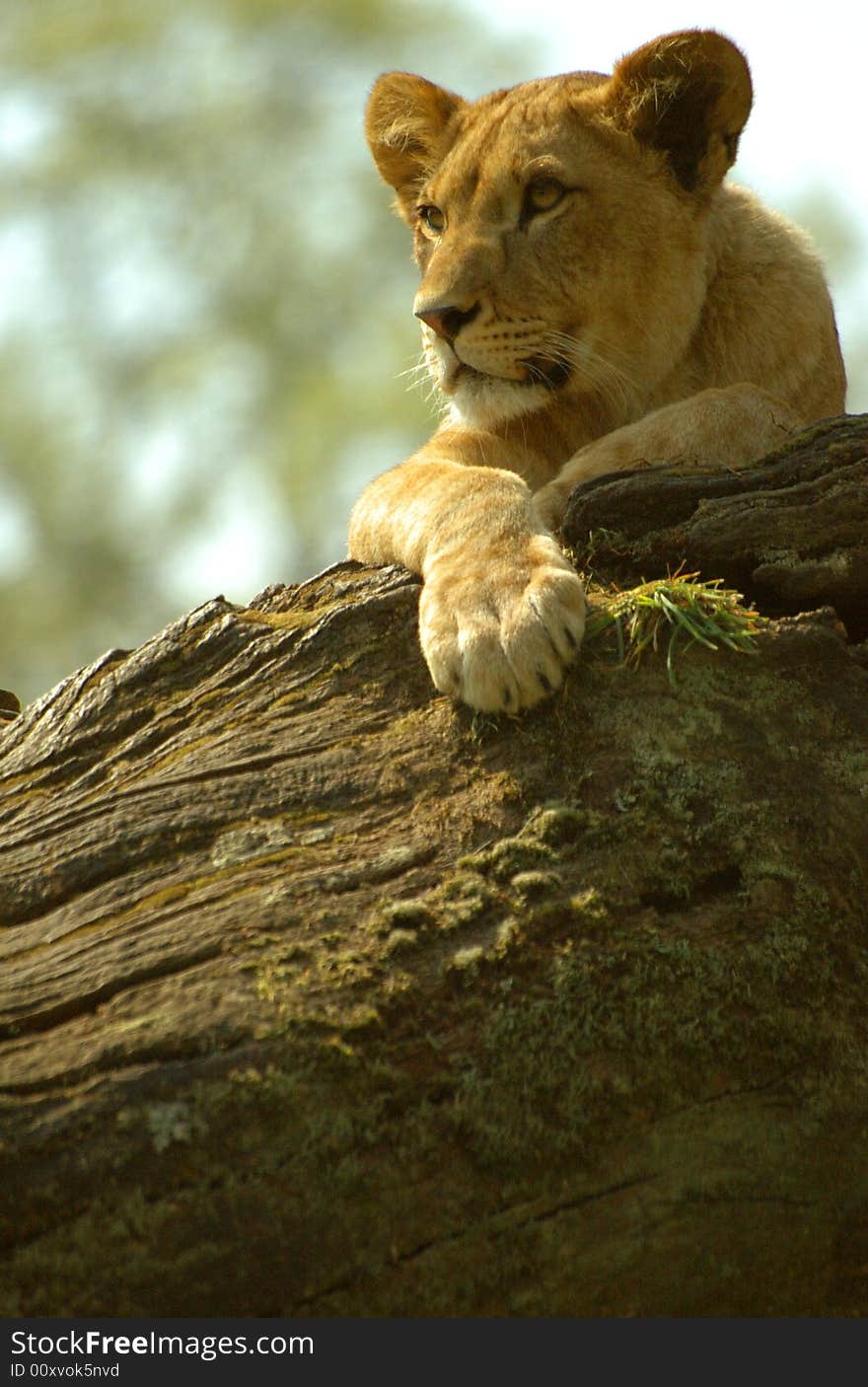 Lion cub