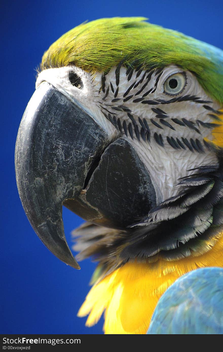 Potrait of a blue and yellow macaw