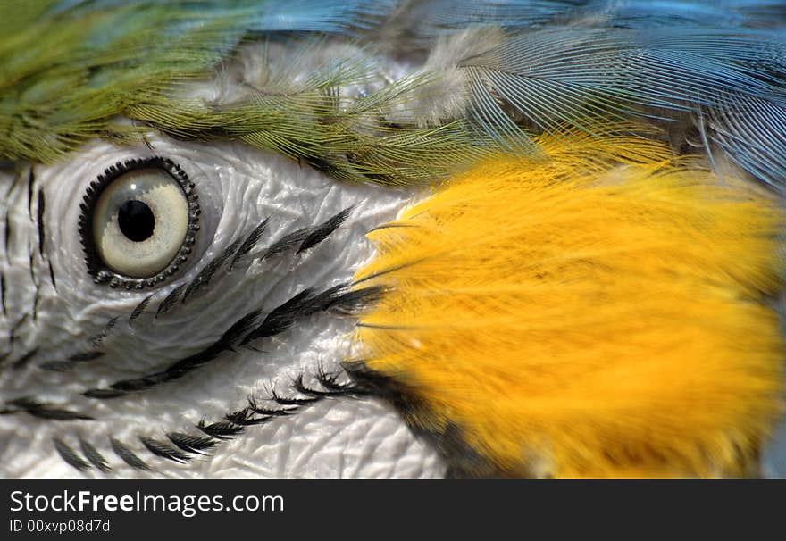 Abstract image of a blue and yellow macaw