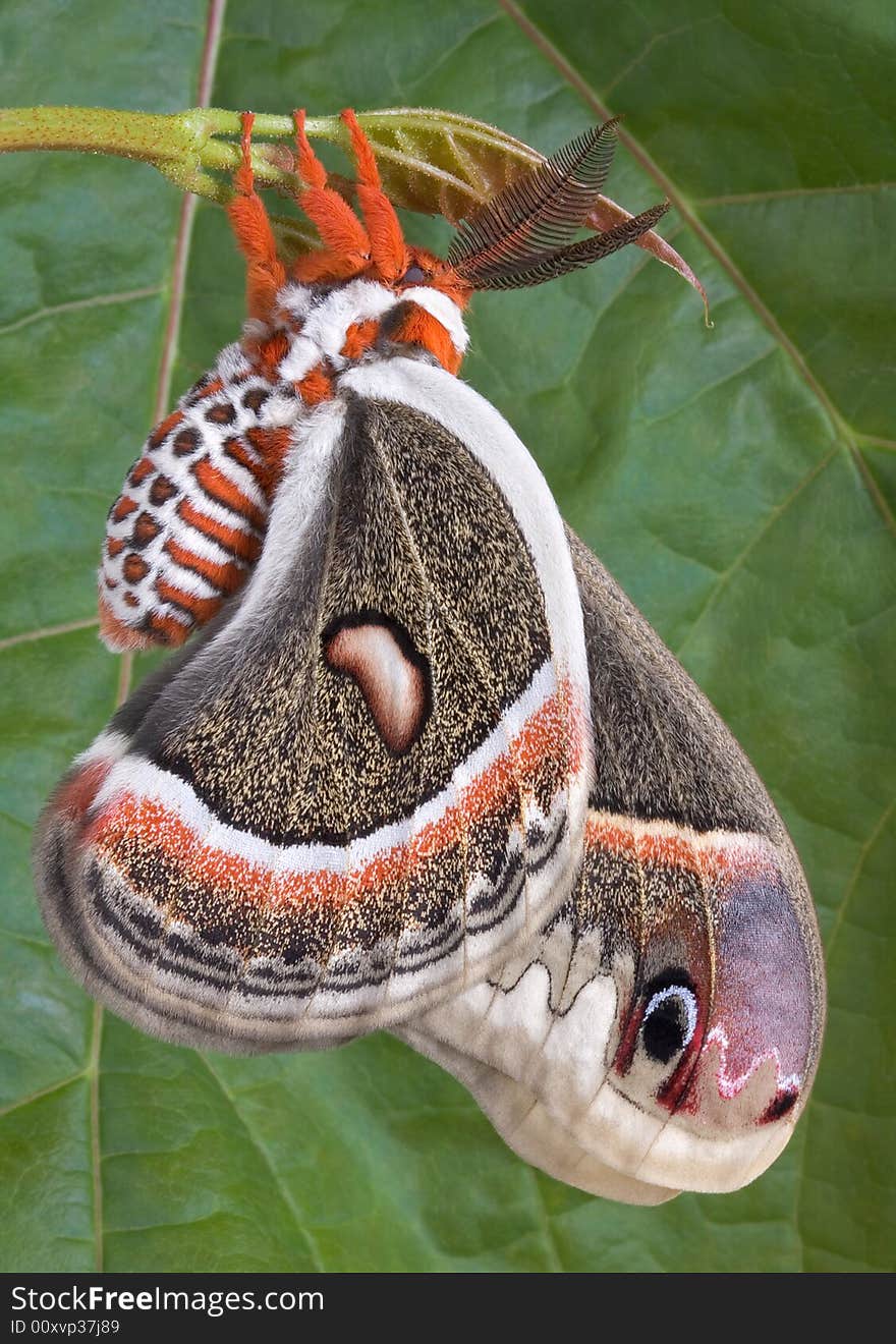 Cecropia near maple leaf