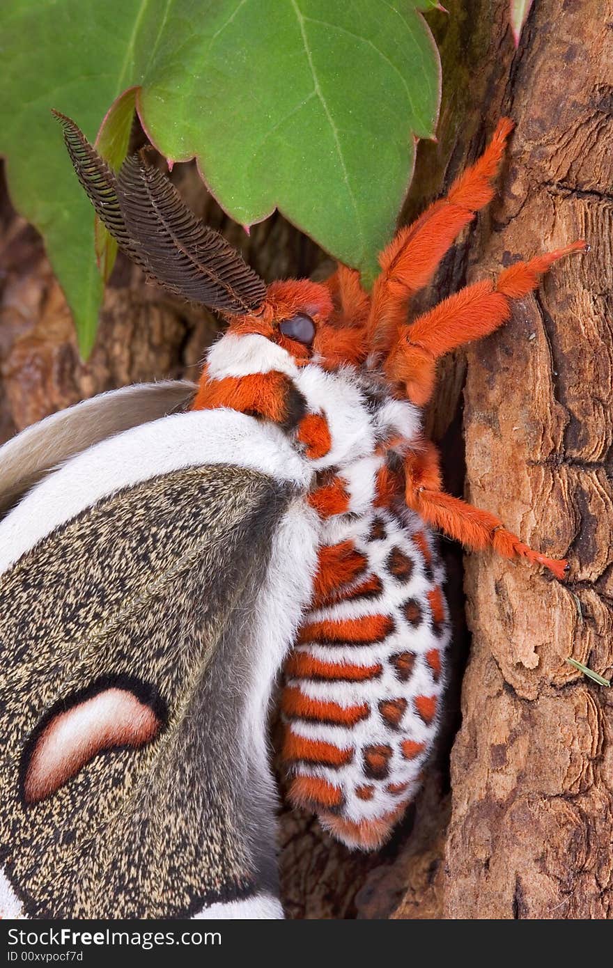 Cecropia moth on tree 4