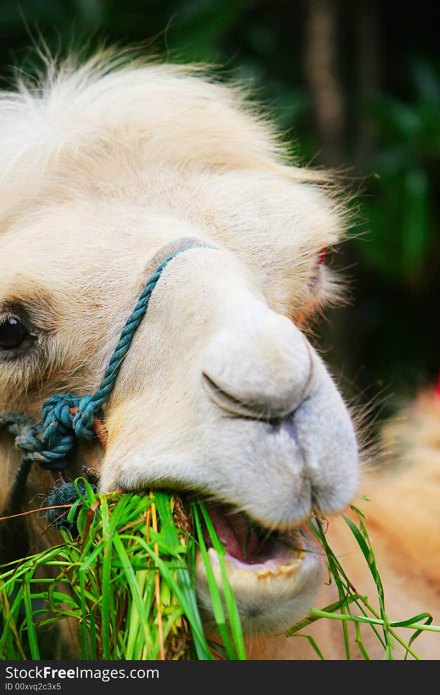 the camel is eating grasses in the zoo . the camel is eating grasses in the zoo .