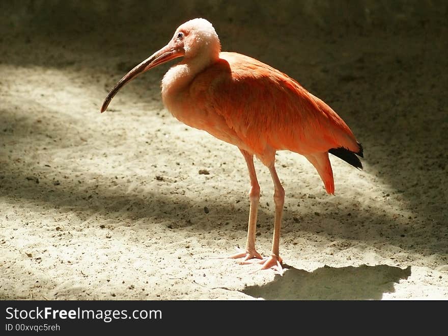 Dark red Ibis against sand