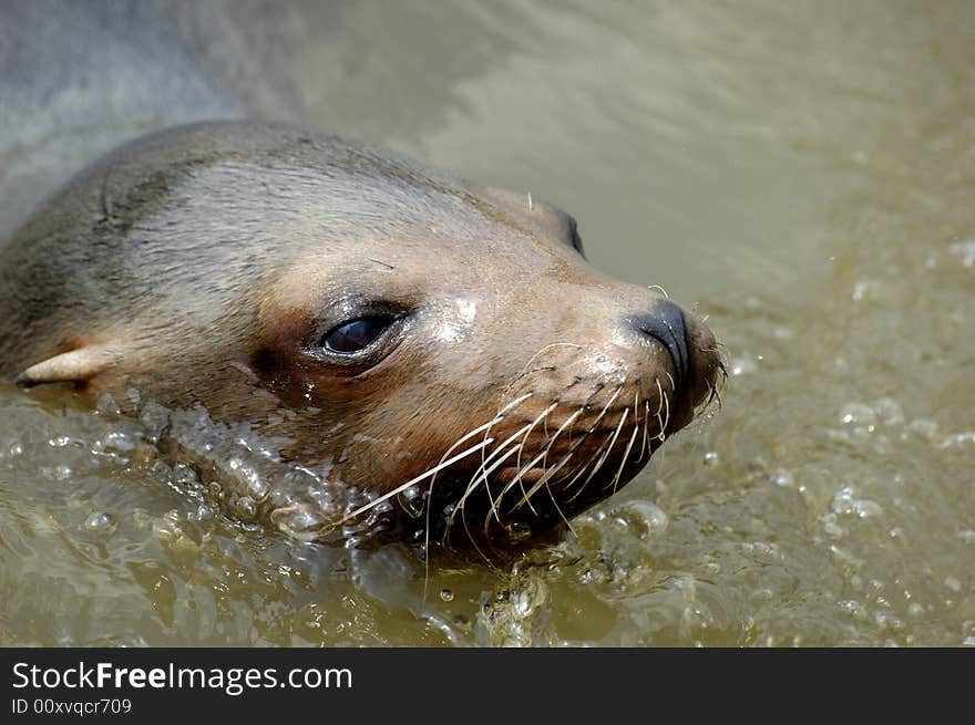 Californian sea lion