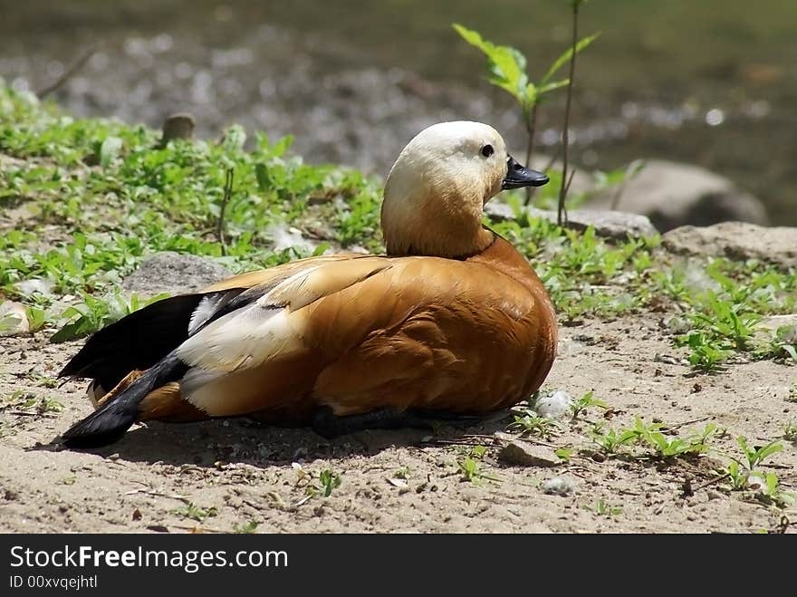 Sitting orange duck against riverside