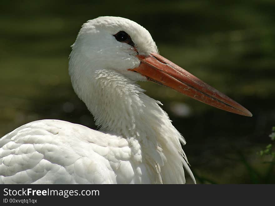 Stork