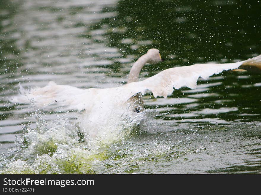 The swan playing in a lake china