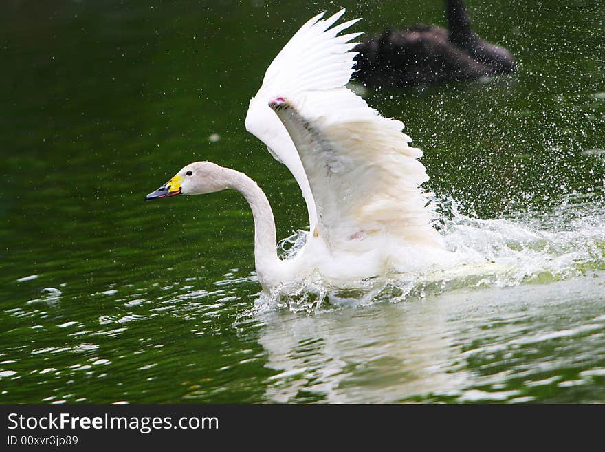 The swan playing in a lake china