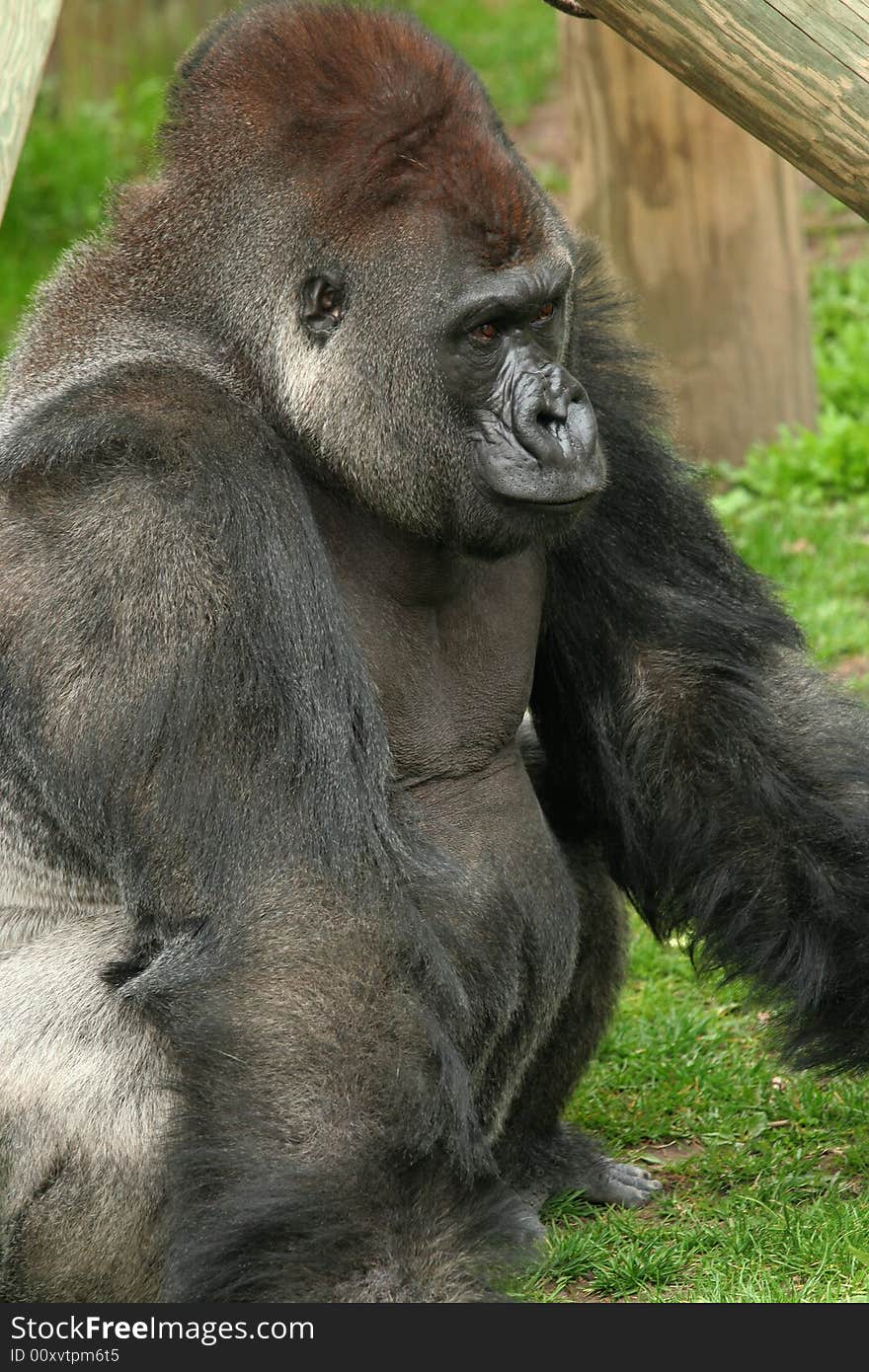 Silverback gorilla male side profile