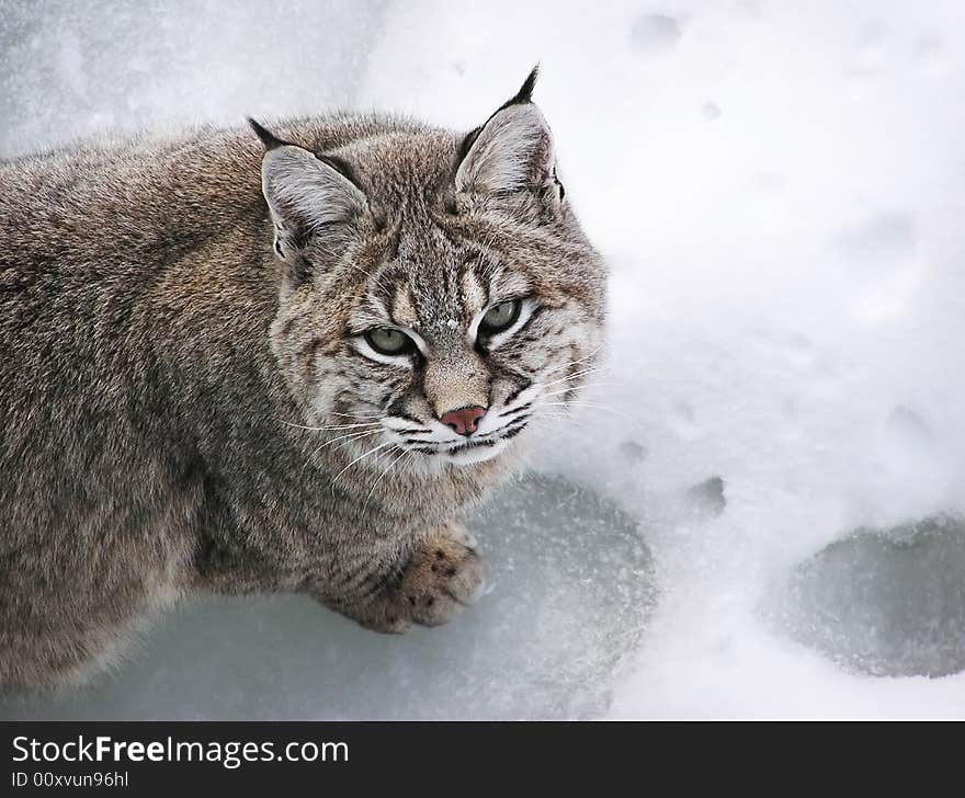 Close-up of a Bobcat lynx on snow. Close-up of a Bobcat lynx on snow.