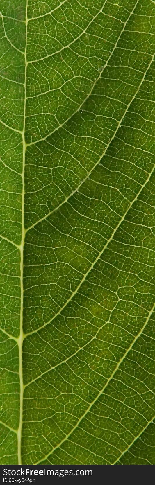 Macro photo of a green leaf