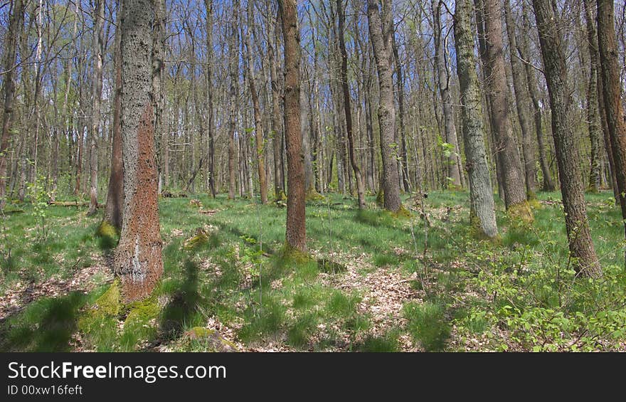 Young Oak Forest With Moss