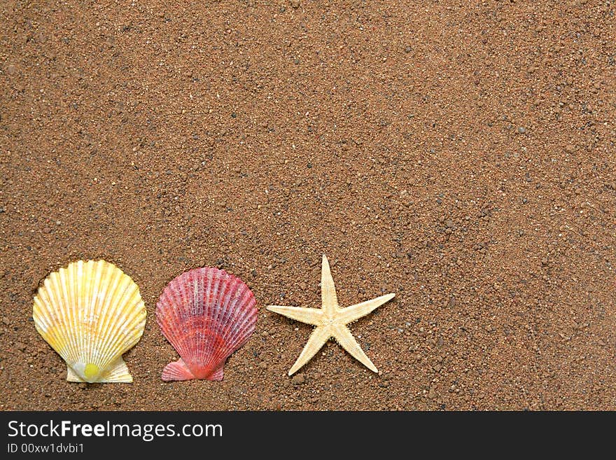 Seashells and star on sand