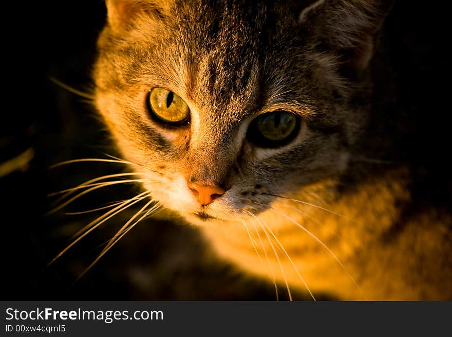 Cat in the Sunlight