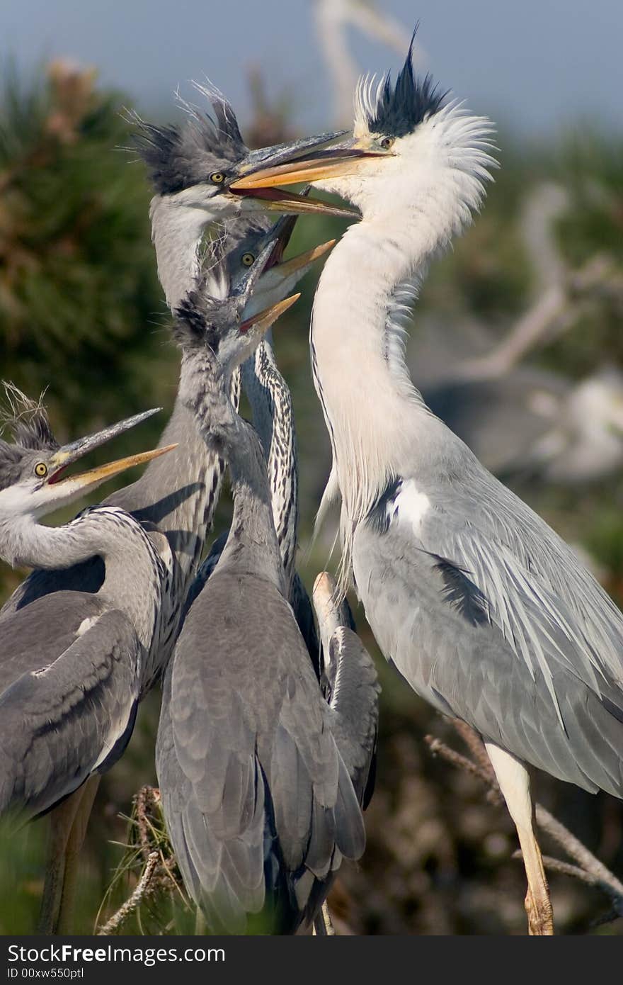 Grey heron feeding baby birds in the nest. Grey heron feeding baby birds in the nest