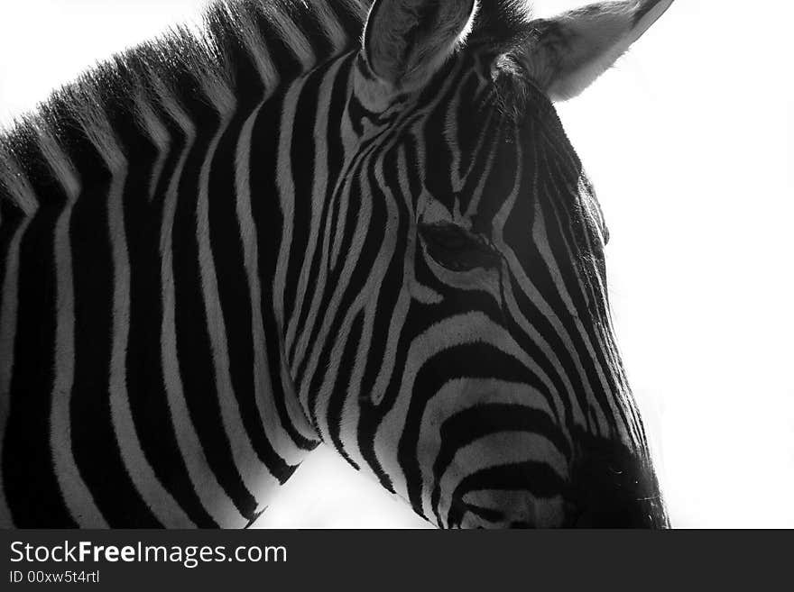 Black and white closeup of a Zebra's face.