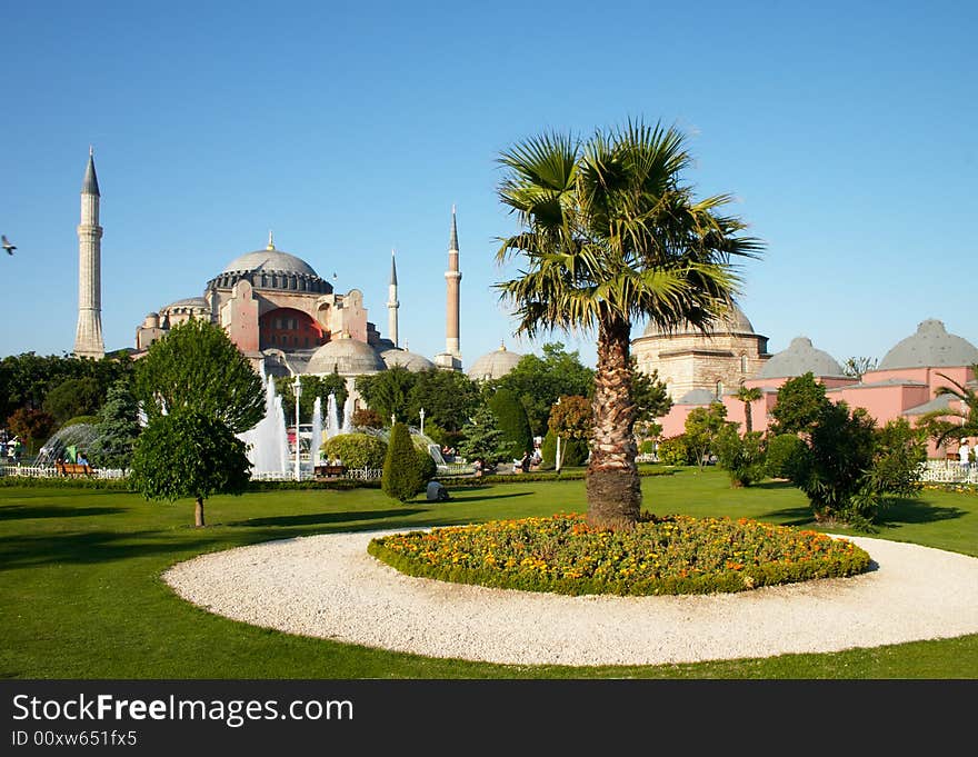 Hagia Sophia museum and a palm tree. Hagia Sophia museum and a palm tree