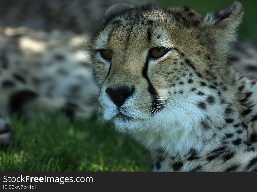 Endangered Cheetah laying in the grass and watching his environment. Endangered Cheetah laying in the grass and watching his environment.