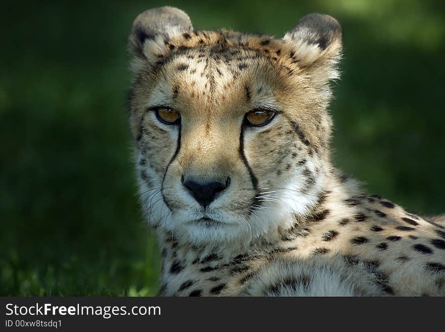 Closeup of an African Cheetah against natural blurred background. Closeup of an African Cheetah against natural blurred background.