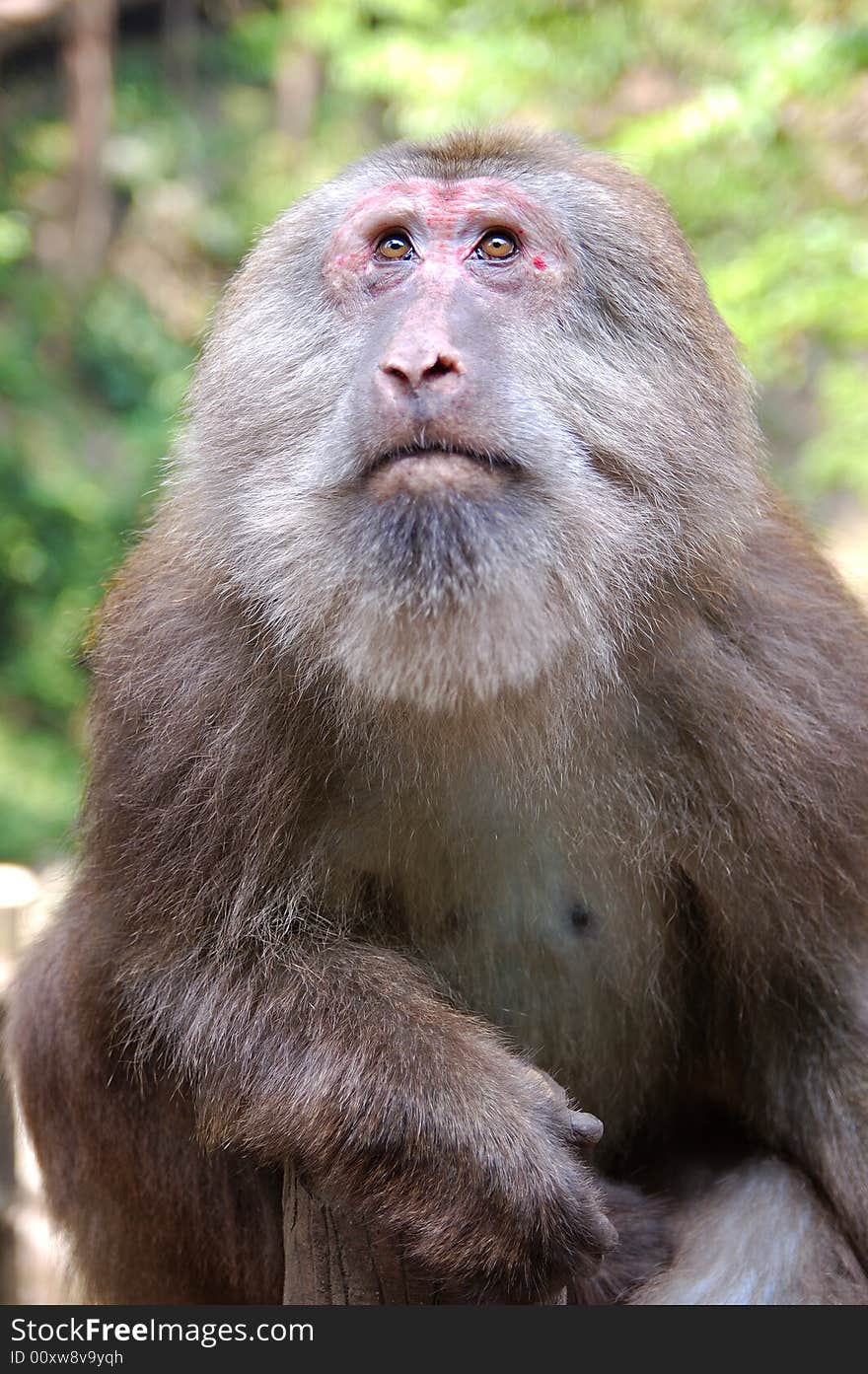 Monkey at Mount Emei