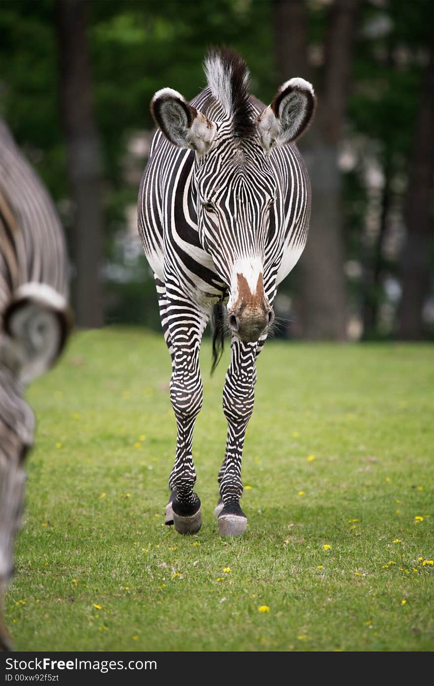 Zebras grazed on a green lawn. Zebras grazed on a green lawn.