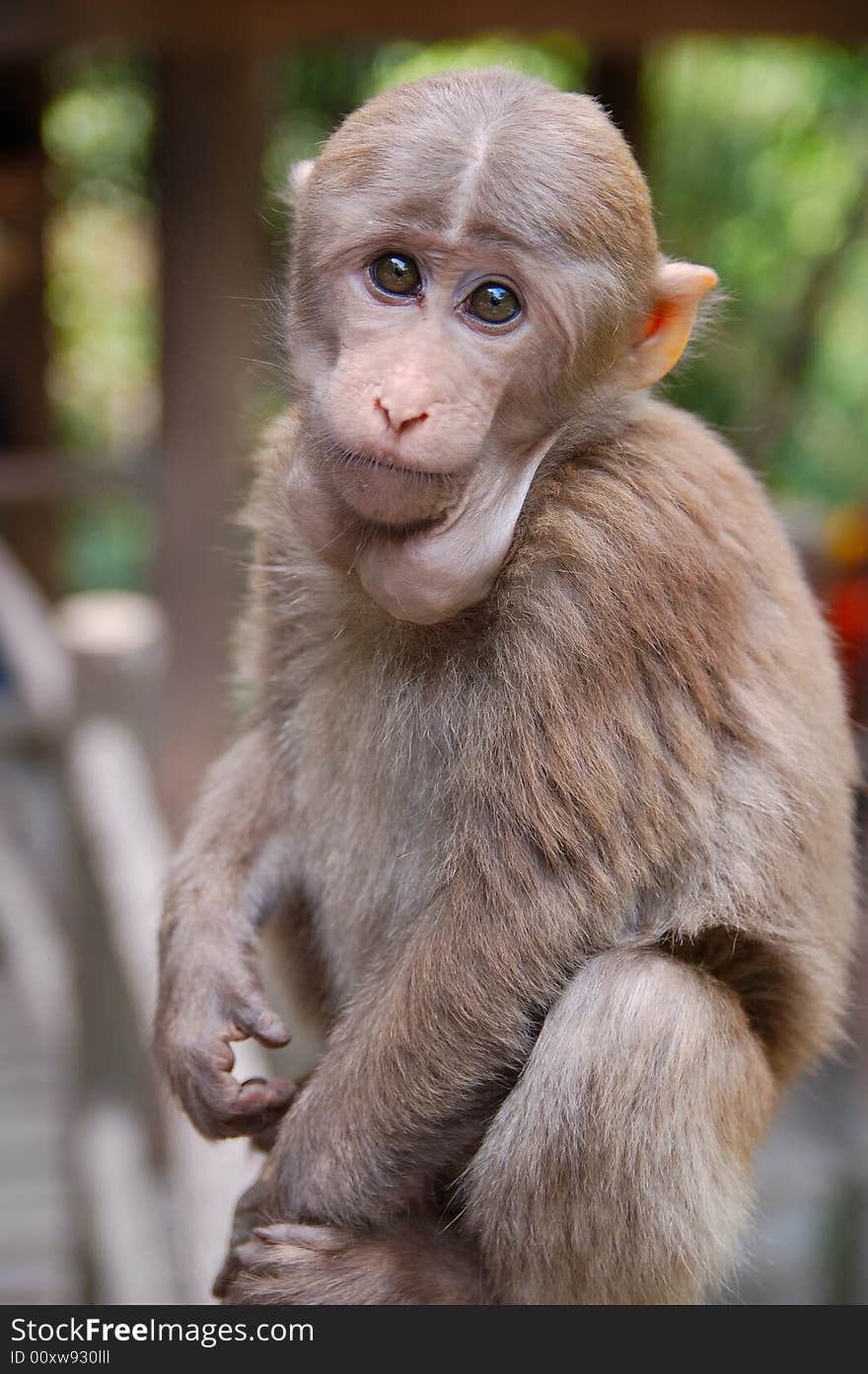 Monkey At Mount Emei