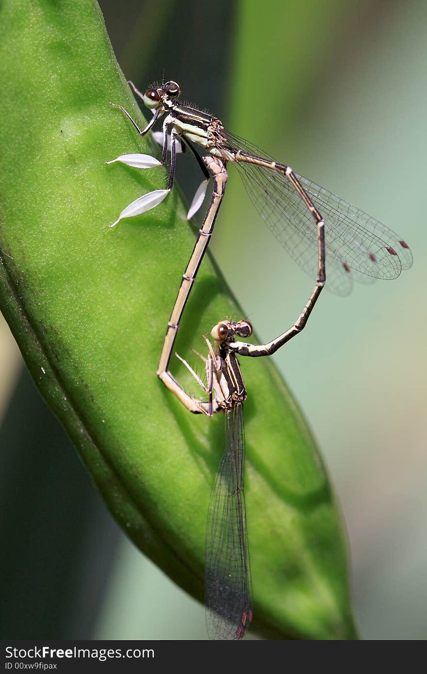 Colourful copulating damselflies in sun light