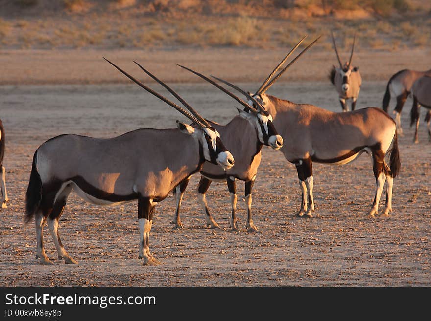 Gemsbok standing in a dry river bed. Gemsbok standing in a dry river bed