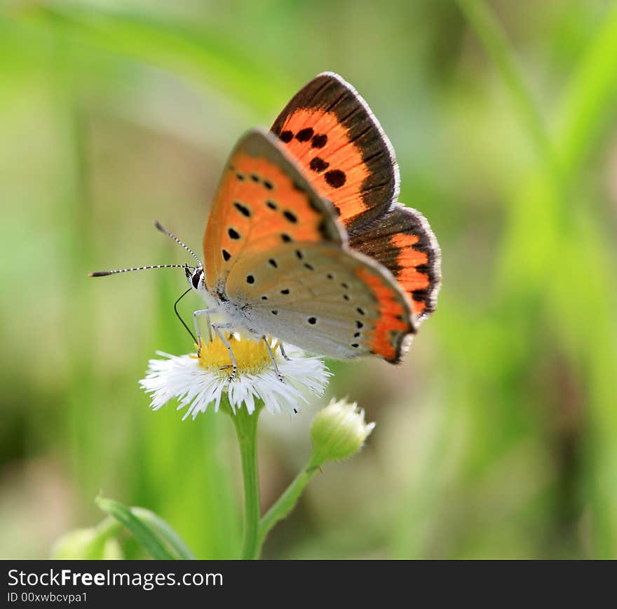 A colorful Butterfly stays at a leaf.