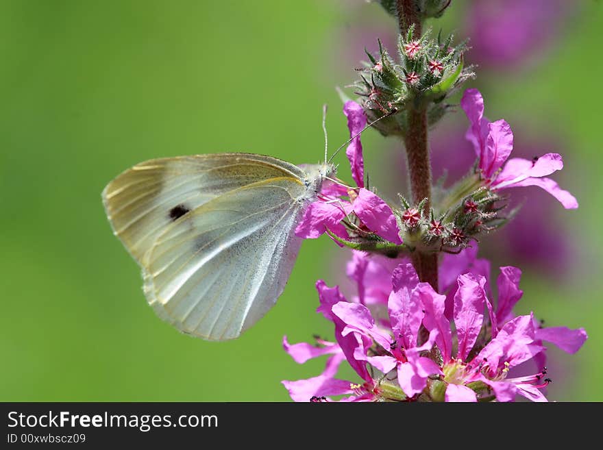 A colorful Butterfly stays at a flower.