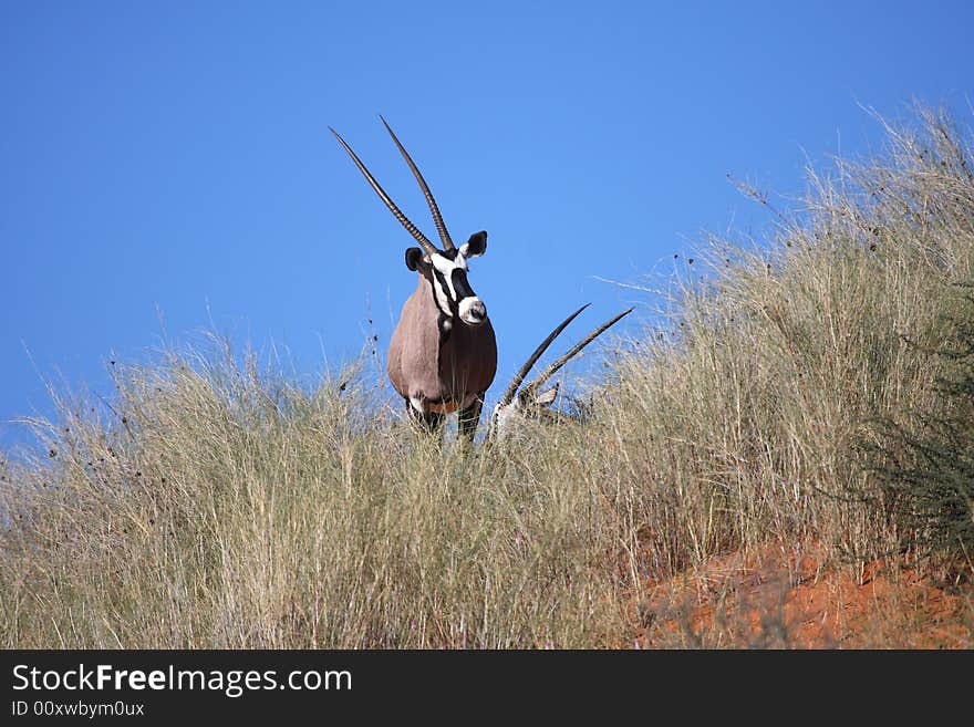 Gemsbok crossing an overgrown dune in the kalahari. Gemsbok crossing an overgrown dune in the kalahari