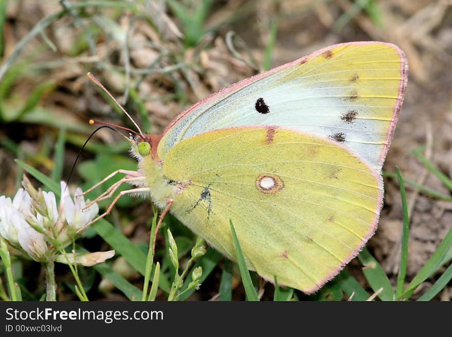 A colorful Butterfly stays at a leaf.