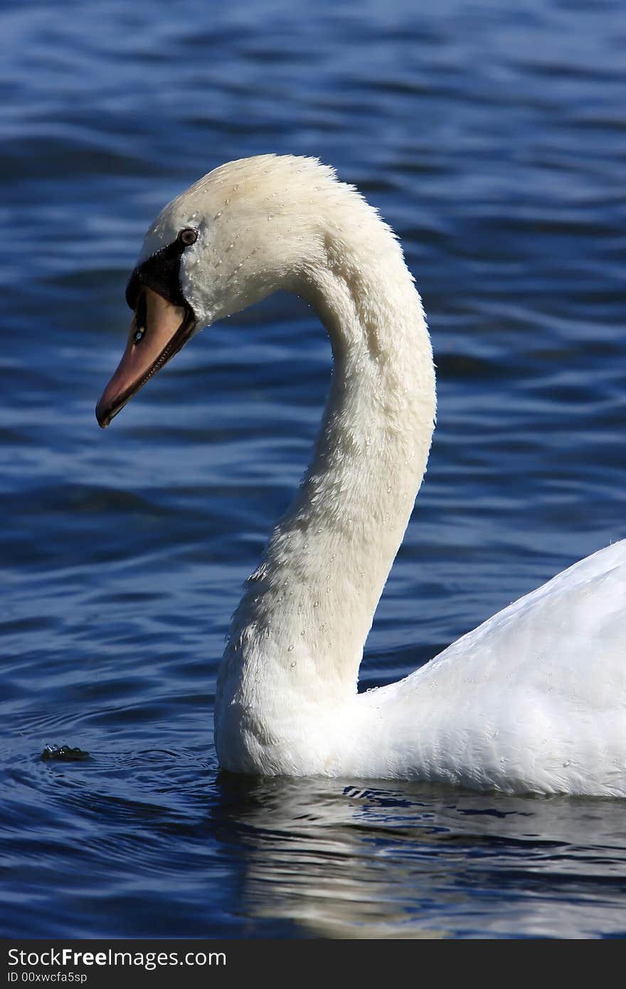 Closeup of a beautiful white Swan on the water.  Detailed water beading on the feathers and in the ripples of the water. Closeup of a beautiful white Swan on the water.  Detailed water beading on the feathers and in the ripples of the water.