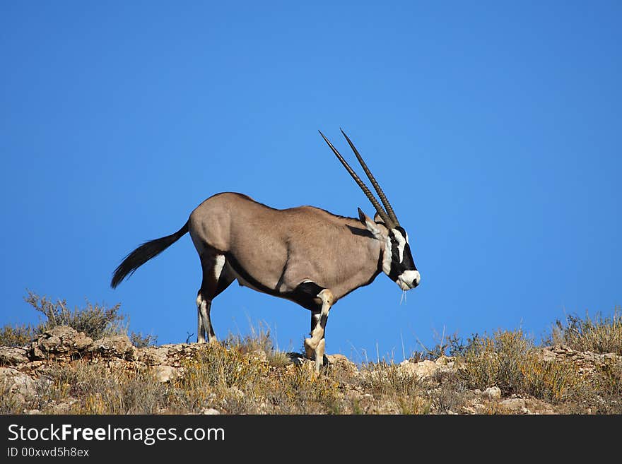 Gemsbok crossing arid dune in kalahari Africa. Gemsbok crossing arid dune in kalahari Africa