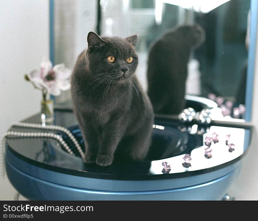 Grey cat in a blue bathroom. Grey cat in a blue bathroom