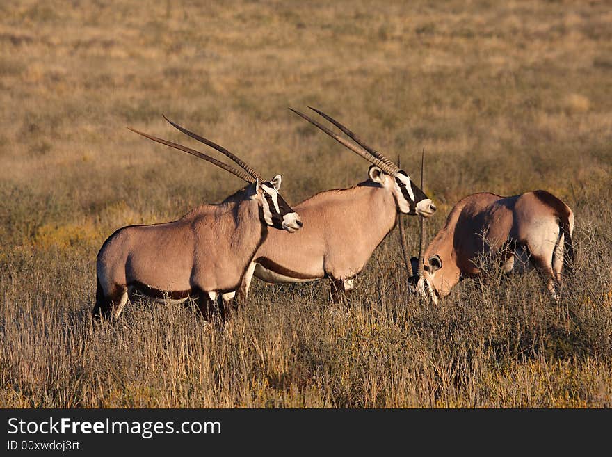 Gemsbok grazing in long grass after good rains