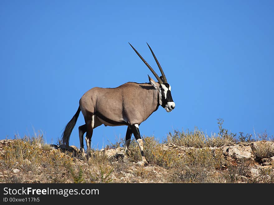 Gemsbok chewing a pieace of grass in Kalahari. Gemsbok chewing a pieace of grass in Kalahari