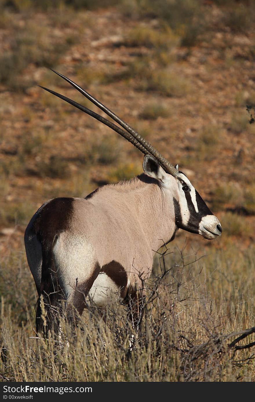 Gemsbok in long grass with dune as background