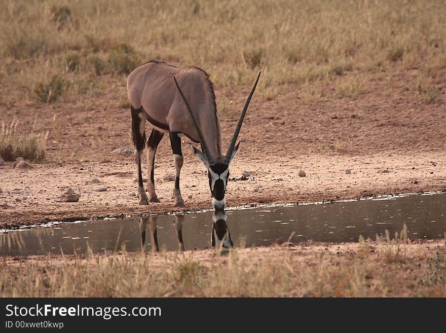 Gemsbok drinking