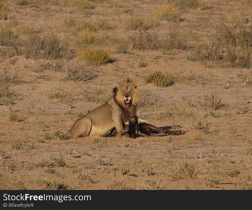 Lion Resting