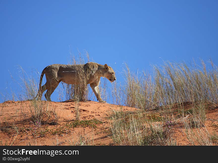 Lioness walking on red desert dune with blue background