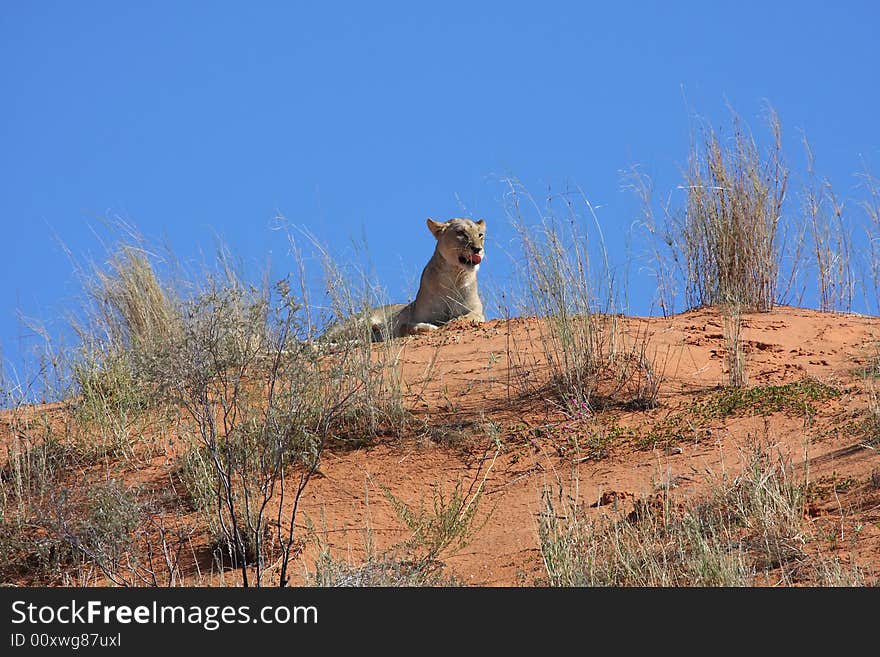 Lioness lying on dune with blue background