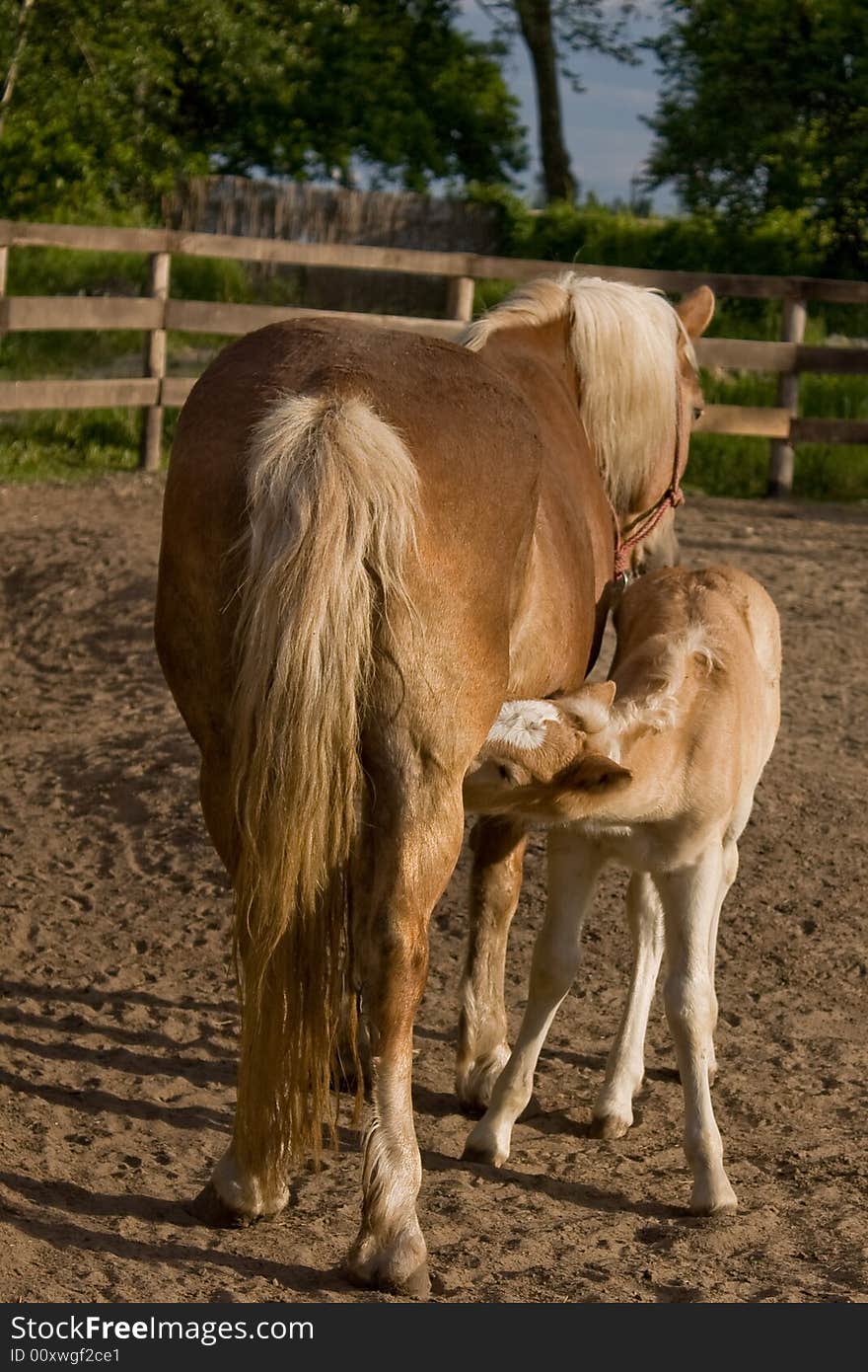 Stallion drinking milk at farm. Stallion drinking milk at farm